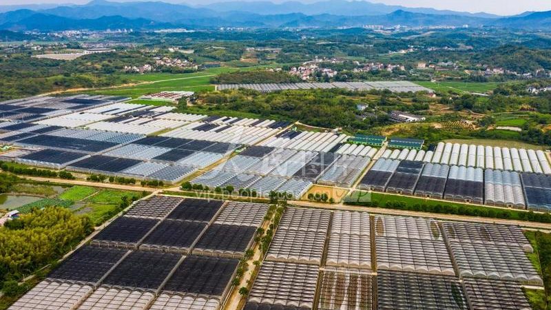 种植合作社的兴起与挑战：优势与不足分析