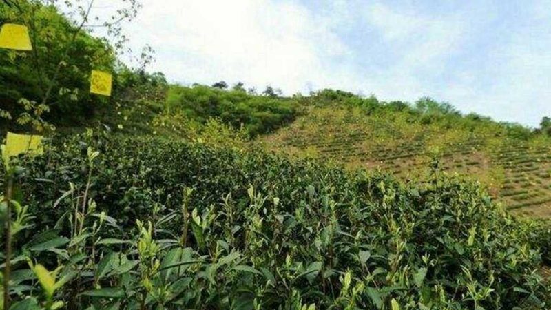 生态农业合作社加盟，为何成为趋势？**