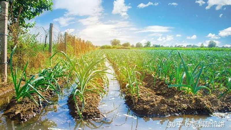 GB 2763：食品农药最大残留限量