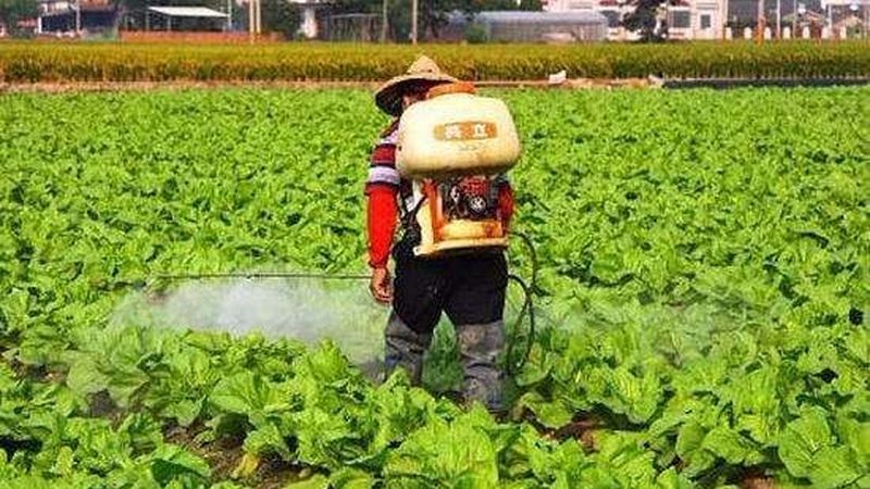 食品企业绿色认证流程解析：从田间到餐桌的绿色守护